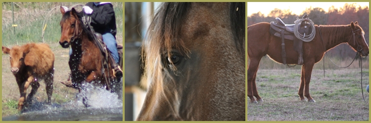 Little Creek Quarter Horses